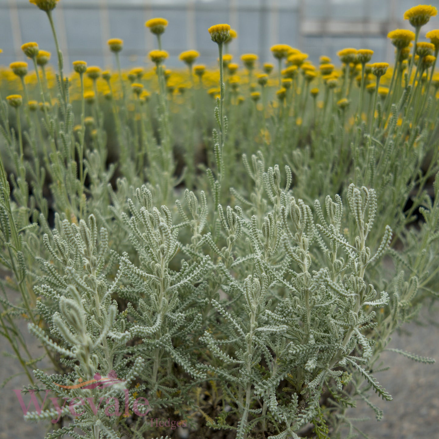 Santolina chamaecyparissus (Cotton lavender)