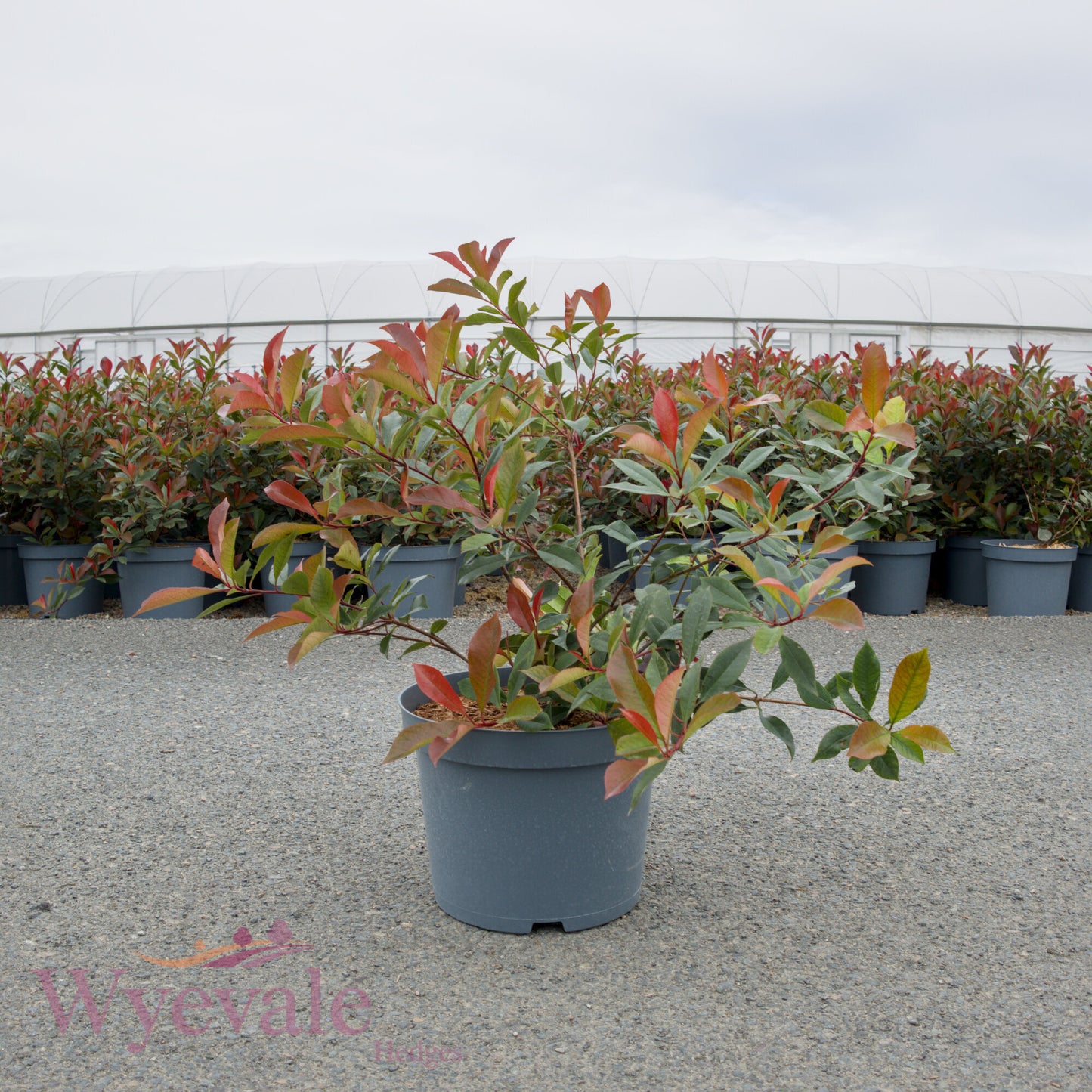 Photinia x fraseri (Red robin) 'Carre Rouge'