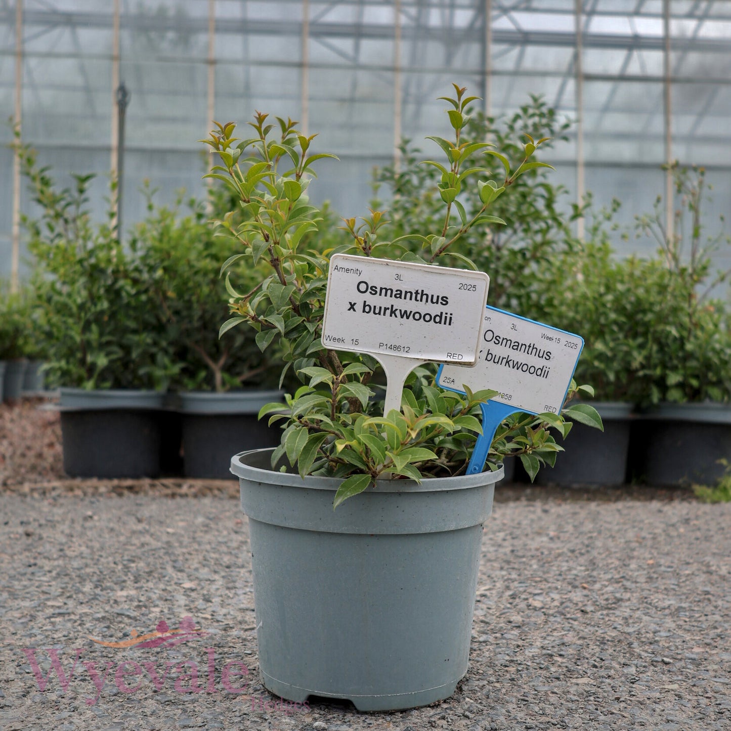 Osmanthus x burkwoodii (Osmanthus)