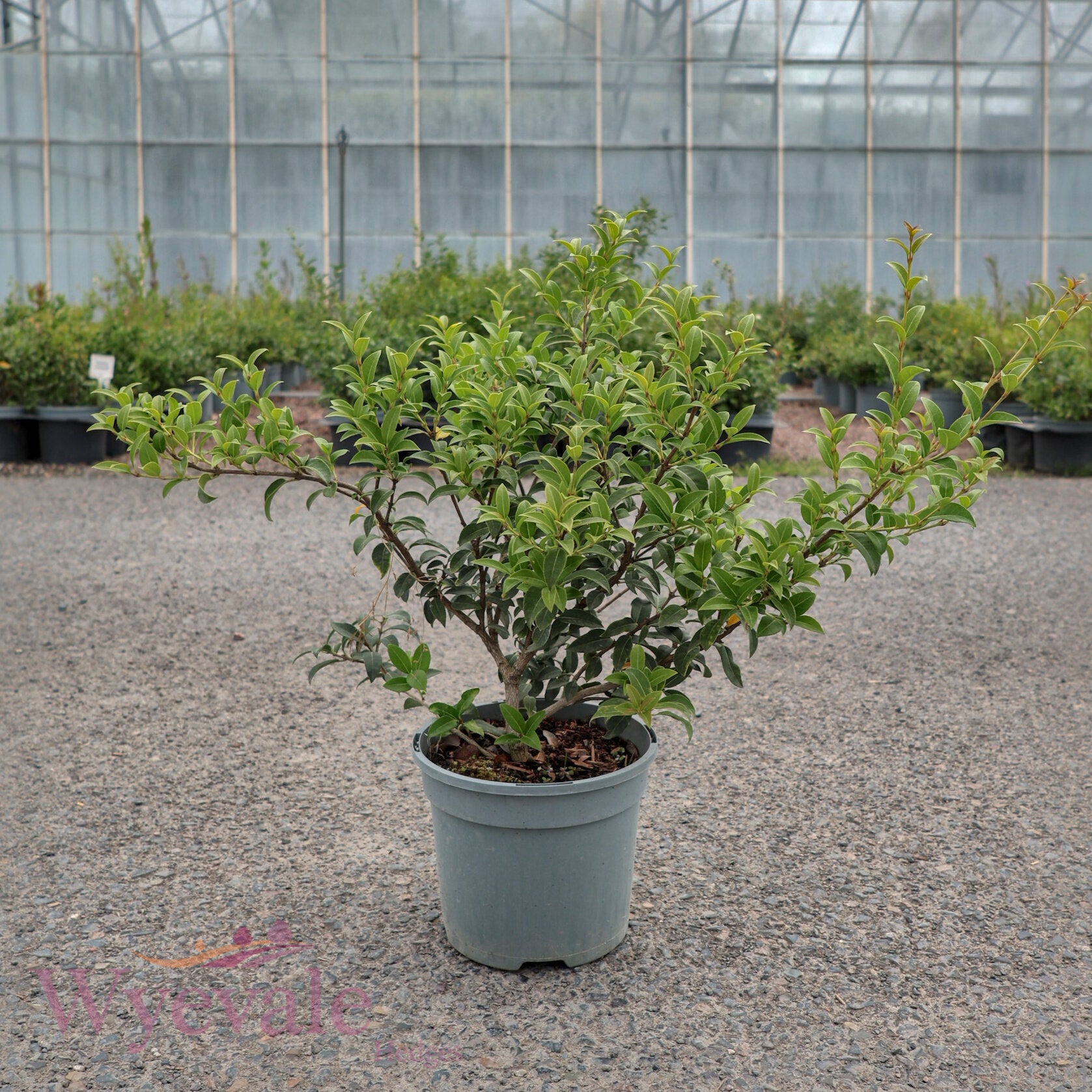 Osmanthus x burkwoodii (Osmanthus)