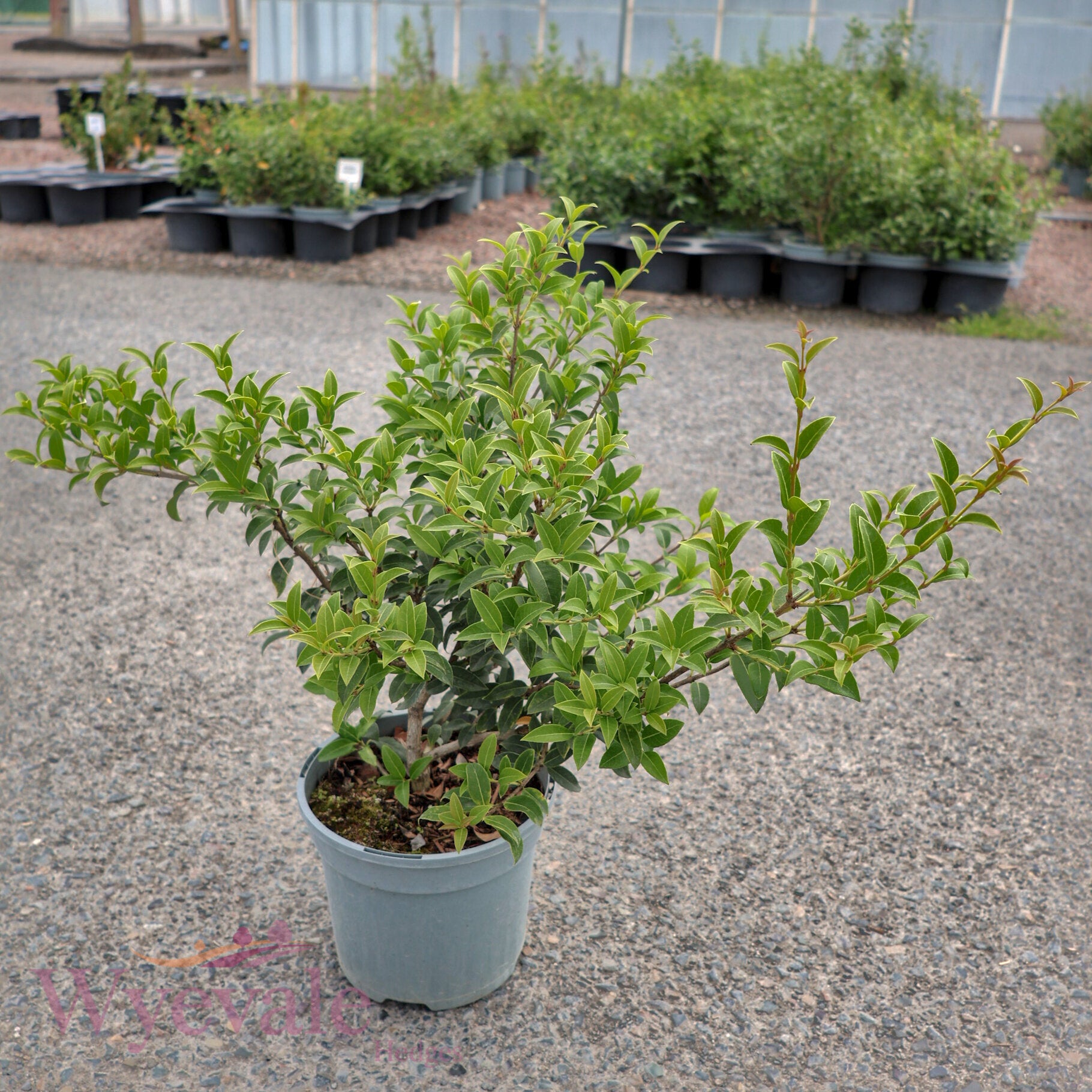 Osmanthus x burkwoodii (Osmanthus)