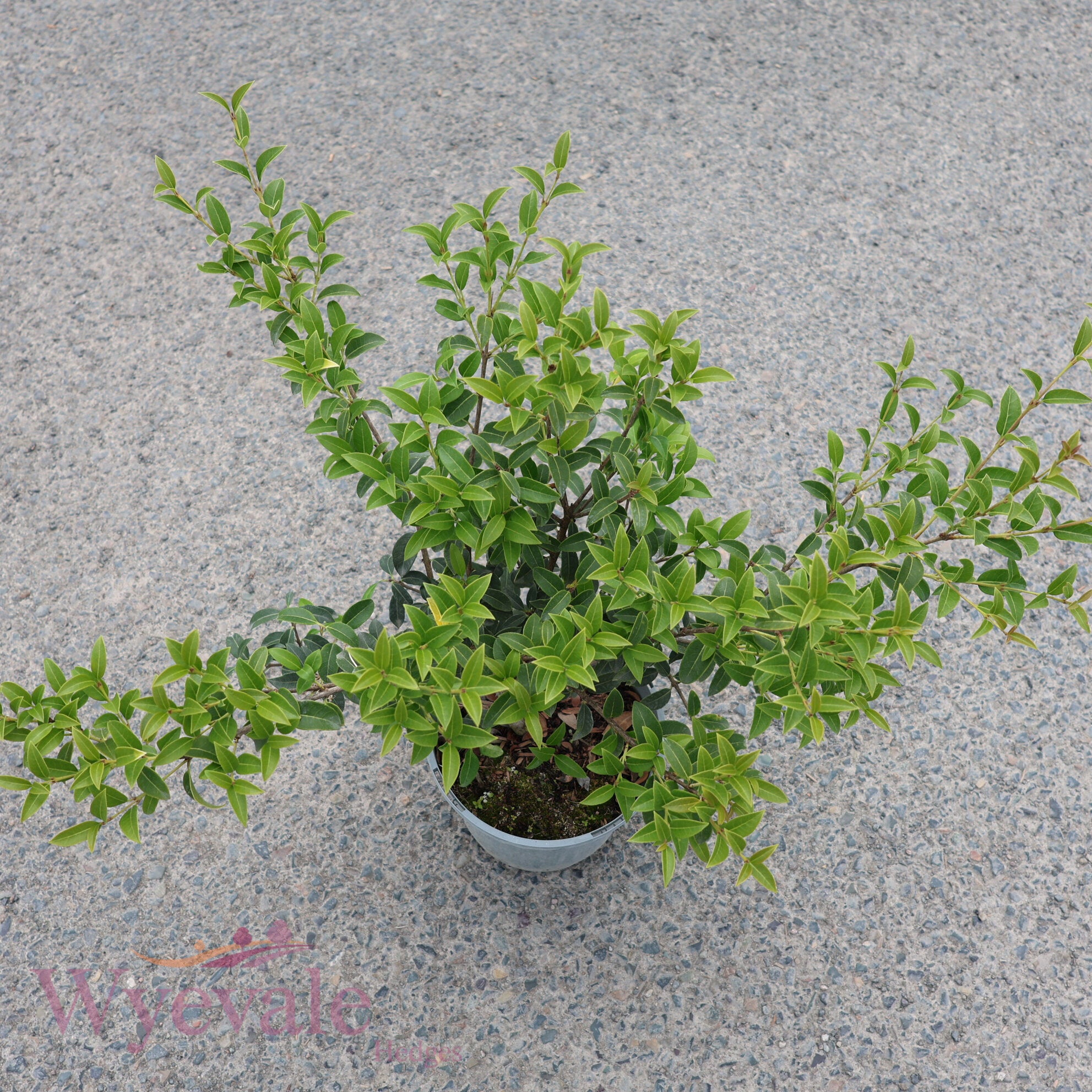 Osmanthus x burkwoodii (Osmanthus)