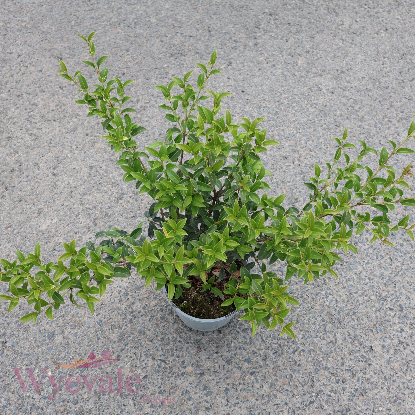 Osmanthus x burkwoodii (Osmanthus)