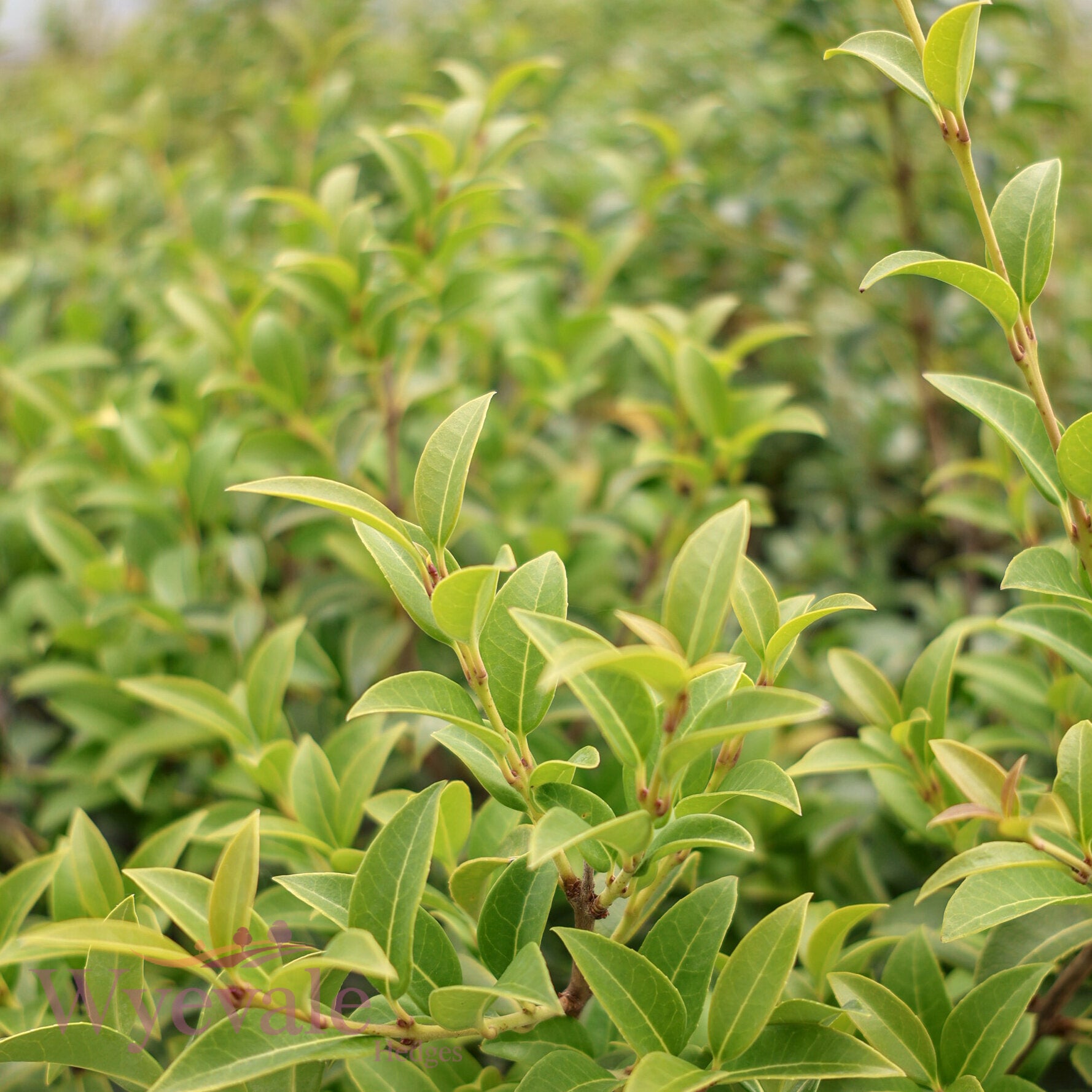 Osmanthus x burkwoodii (Osmanthus)