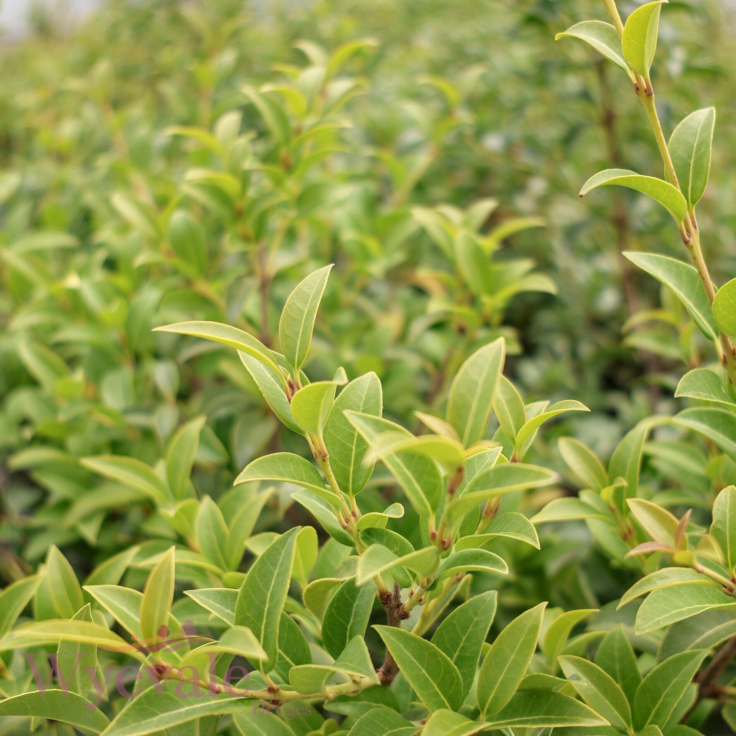 Osmanthus x burkwoodii (Osmanthus)