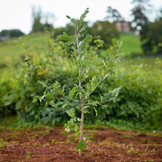 Bareroot Quercus robur (English Oak)