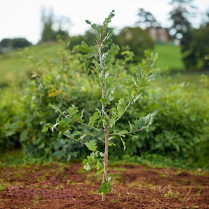 Bareroot Quercus robur (English Oak)