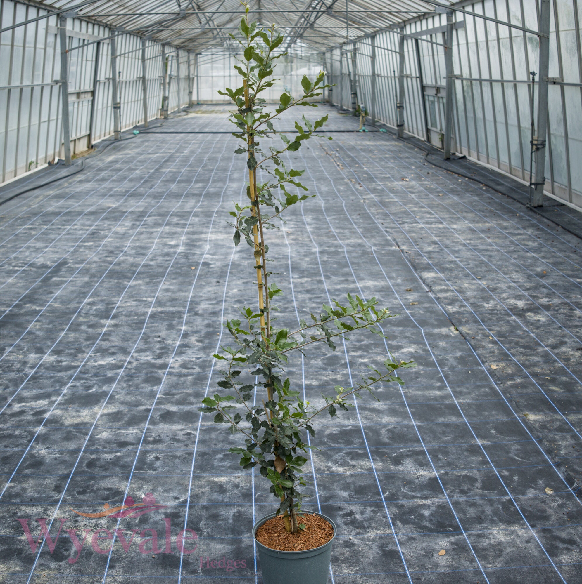 Quercus ilex (Holm oak)