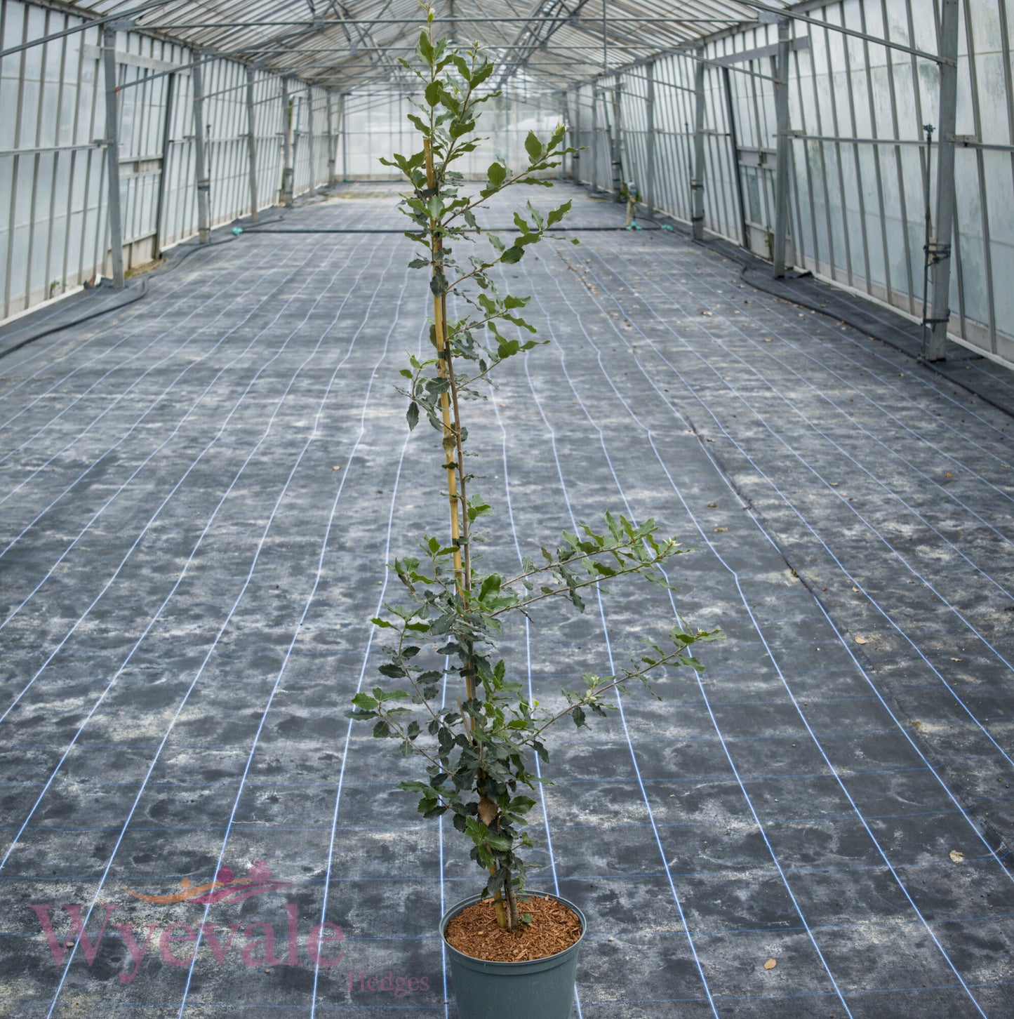 Quercus ilex (Holm oak)