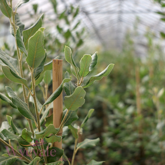 Quercus ilex (Holm oak)