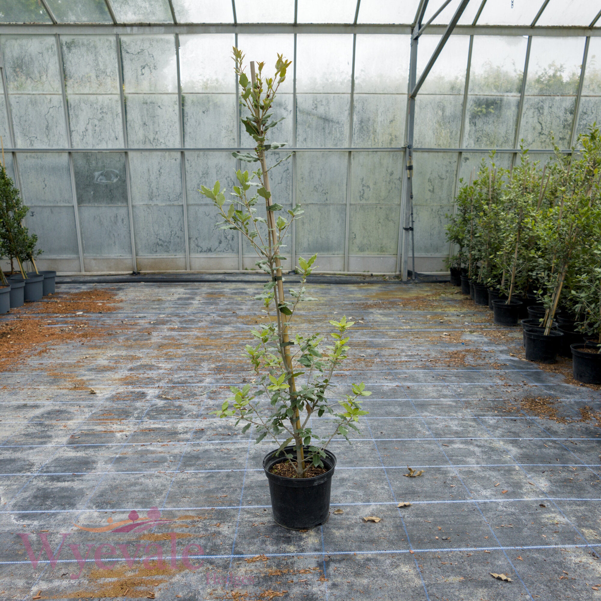 Quercus ilex (Holm oak)