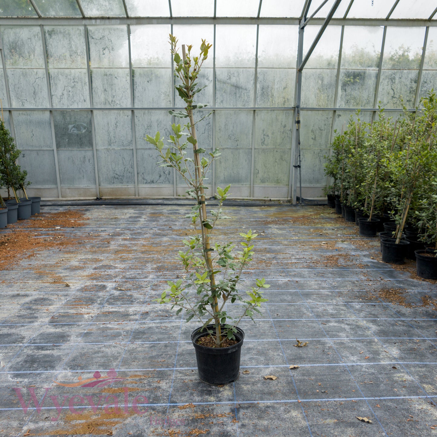 Quercus ilex (Holm oak)