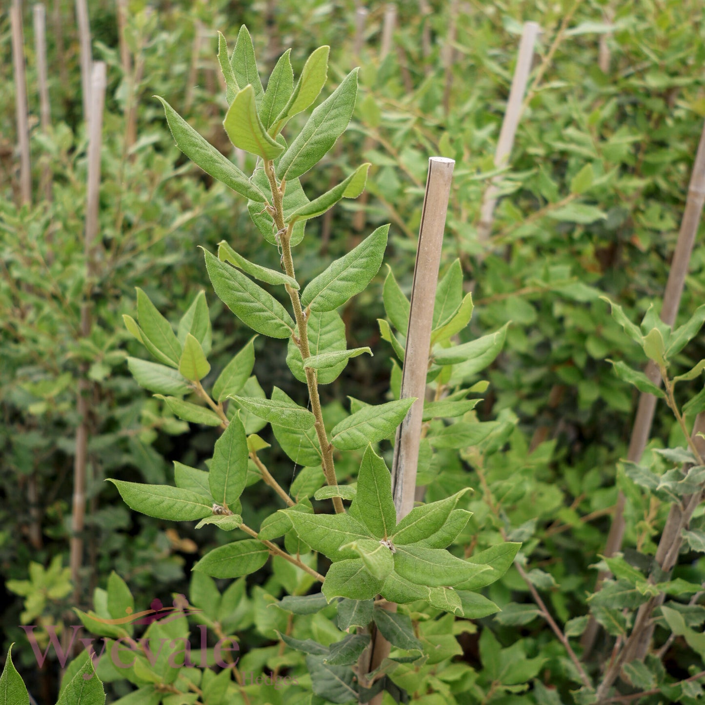 Quercus ilex (Holm oak)