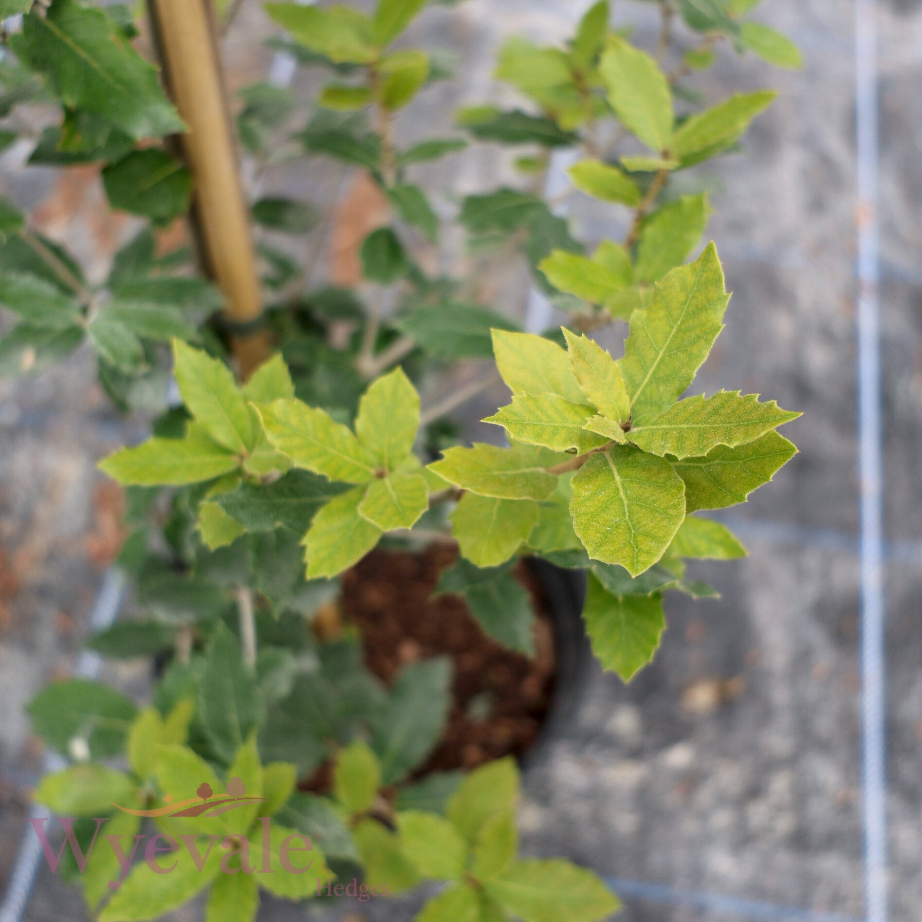 Quercus ilex (Holm oak)