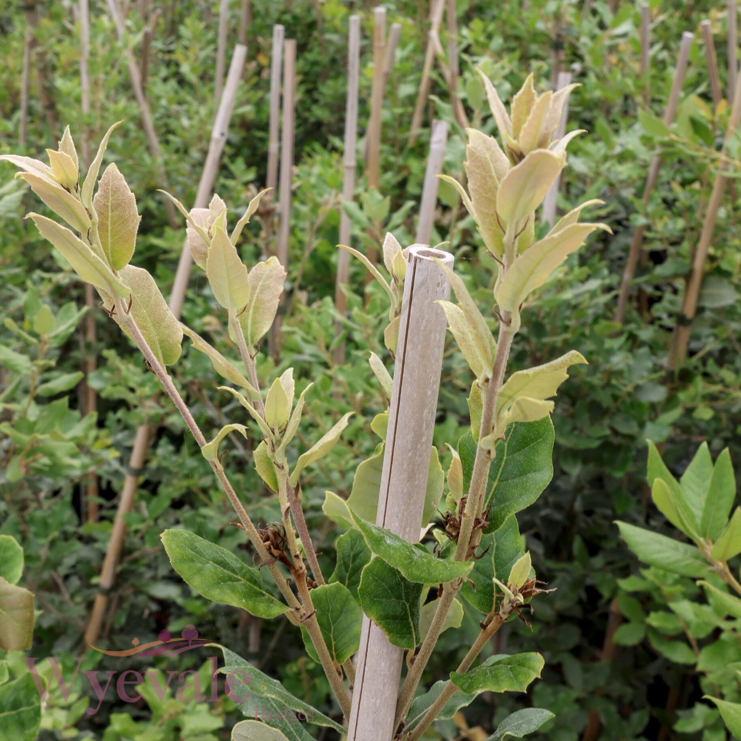 Quercus ilex (Holm oak)