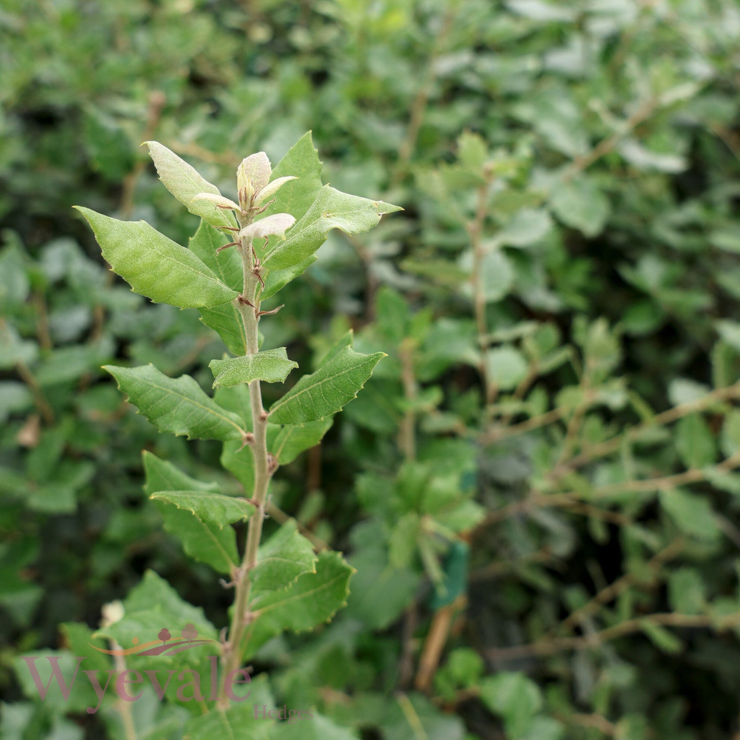 Quercus ilex (Holm oak)