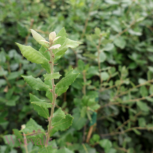 Quercus ilex (Holm oak)