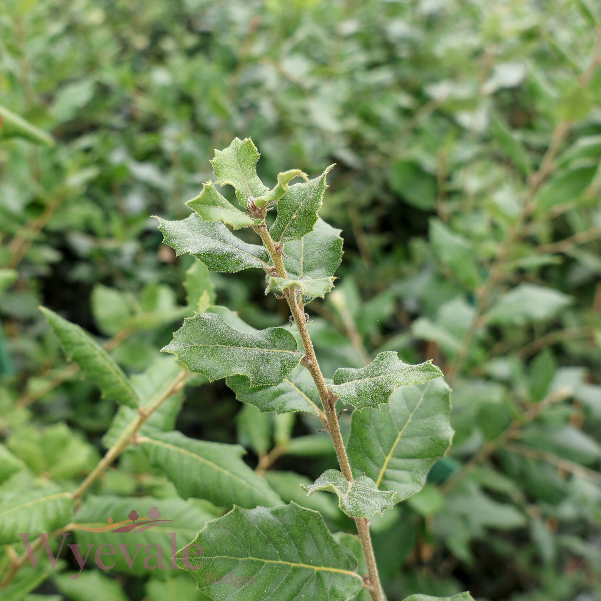 Quercus ilex (Holm oak)