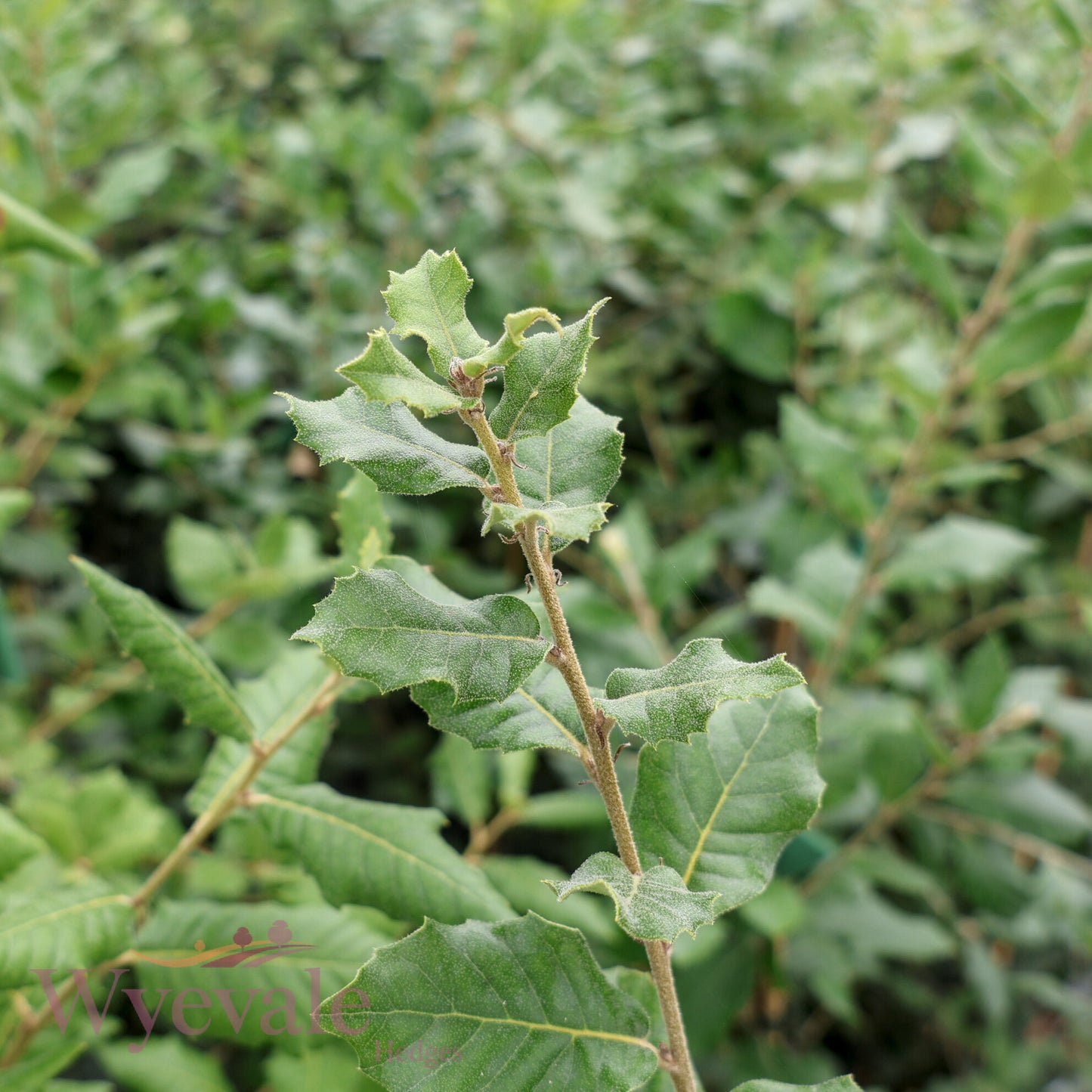 Quercus ilex (Holm oak)