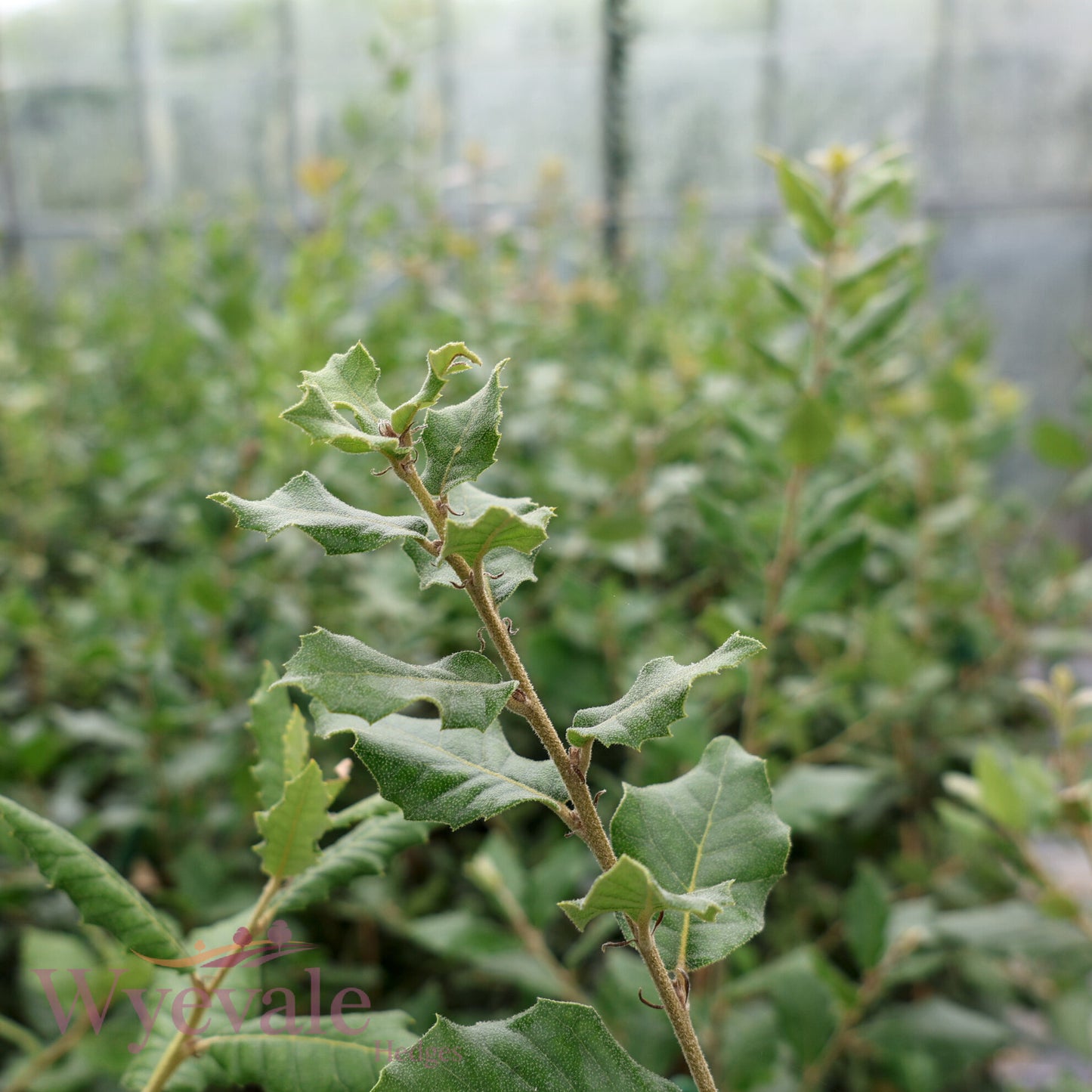 Quercus ilex (Holm oak)