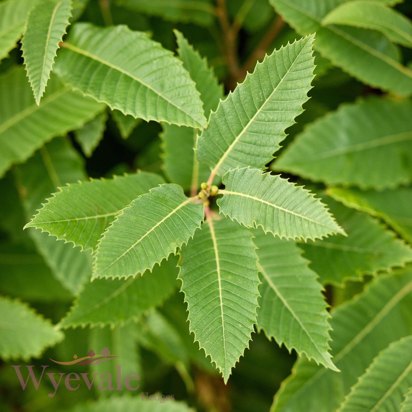 Bareroot Castanea sativa (Sweet Chestnut)