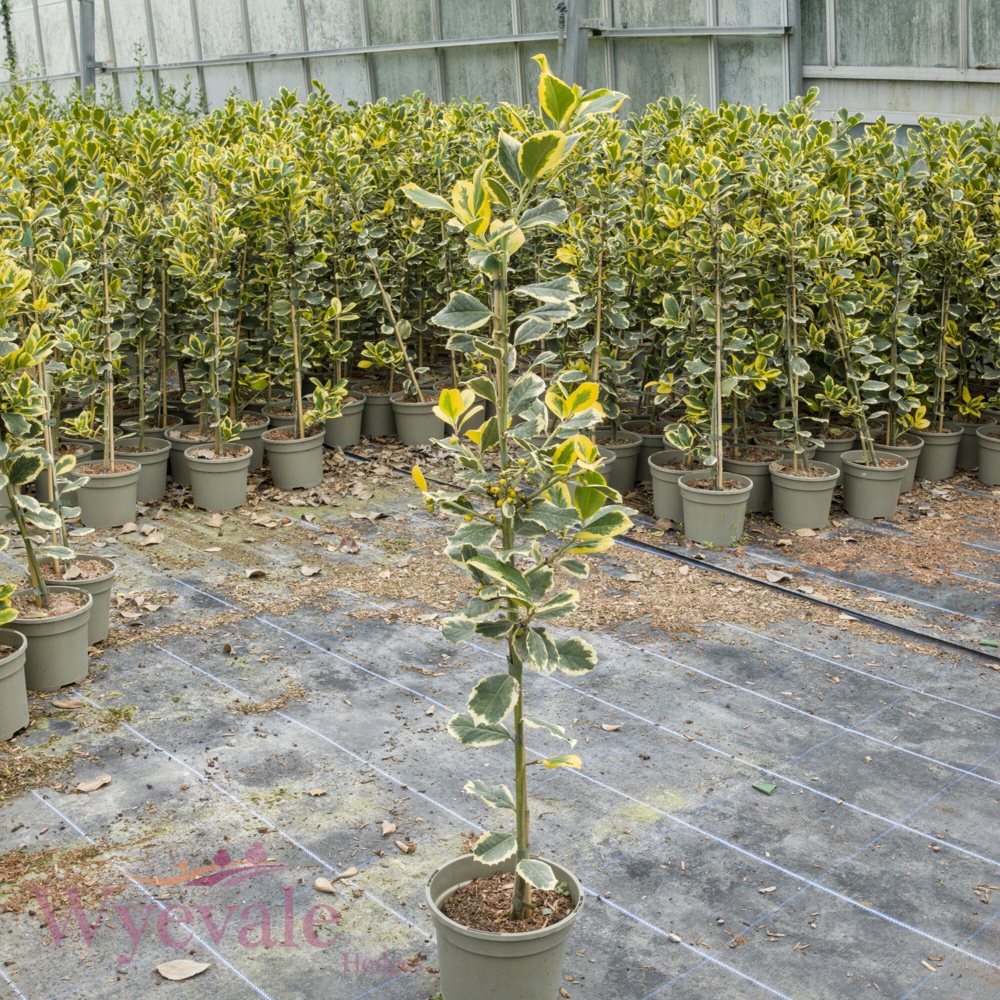 Ilex x altaclerensis (Holly) 'Golden King'