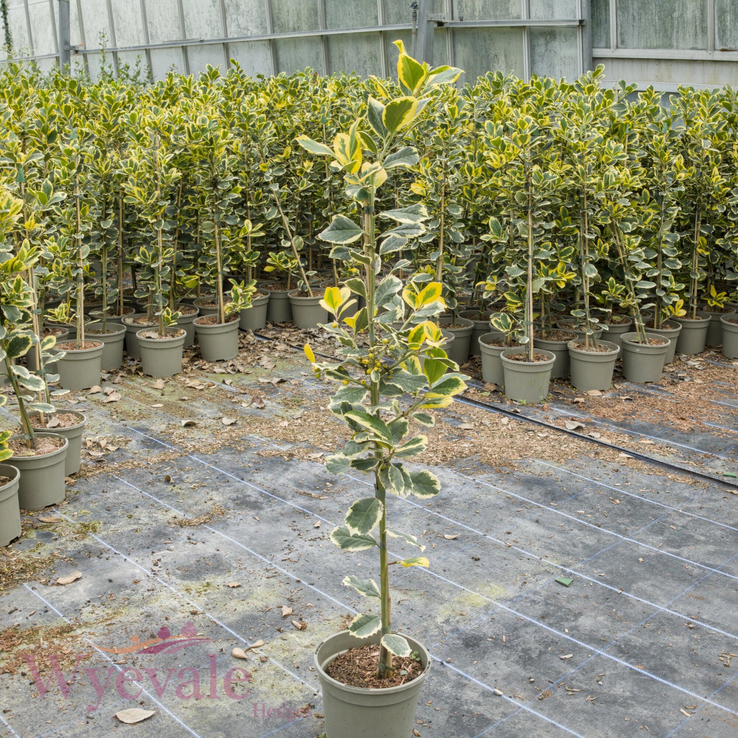Ilex x altaclerensis (Holly) 'Golden King'