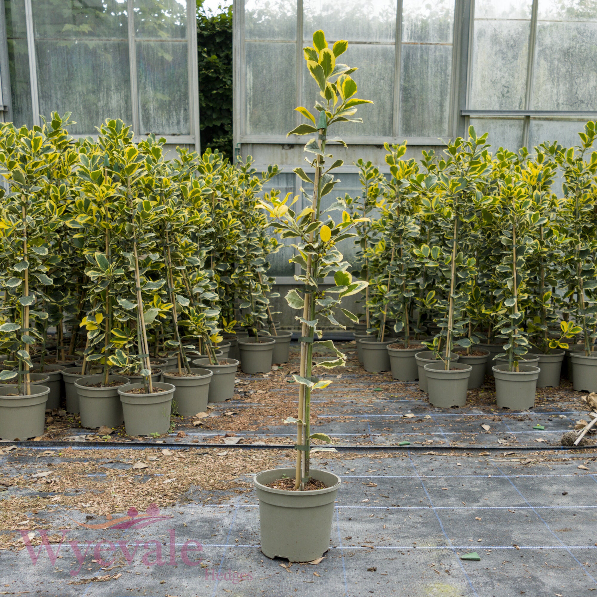 Ilex x altaclerensis (Holly) 'Golden King'