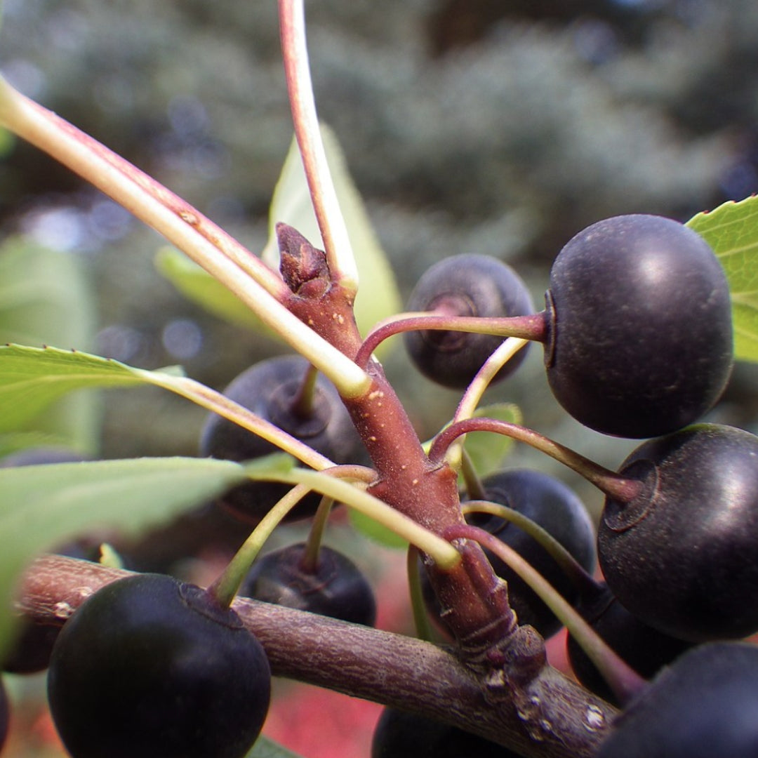 Bareroot Rhamnus cathartica (Buckthorn)