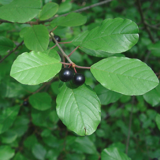 Bareroot Rhamnus frangula (Alder Buckthorn)