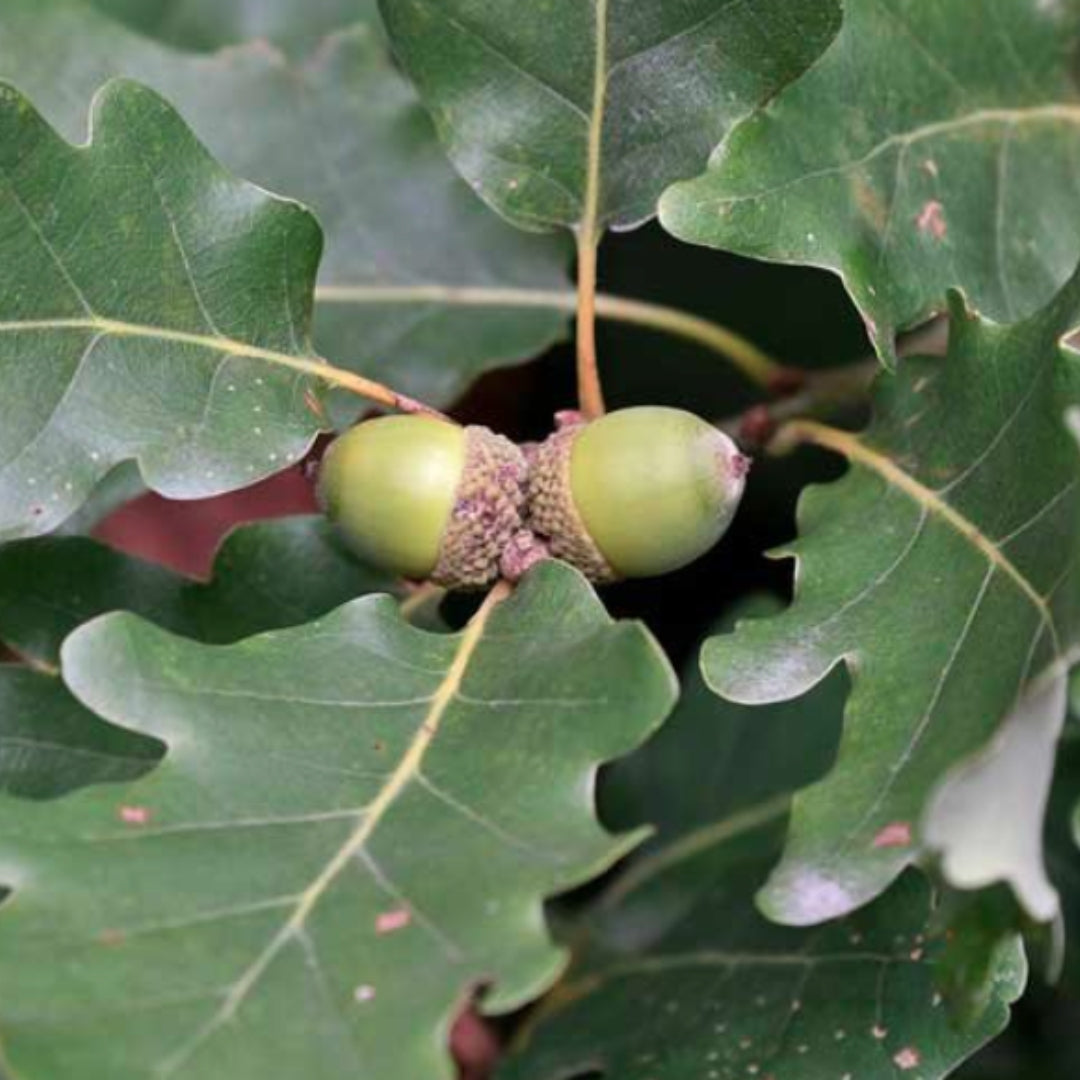 Bareroot Quercus petraea (Sessile Oak)