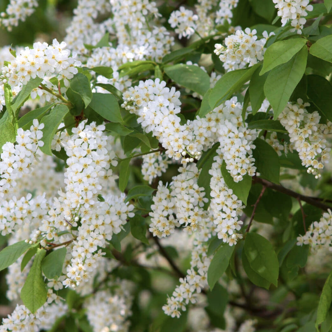 Prunus padus (Bird cherry)