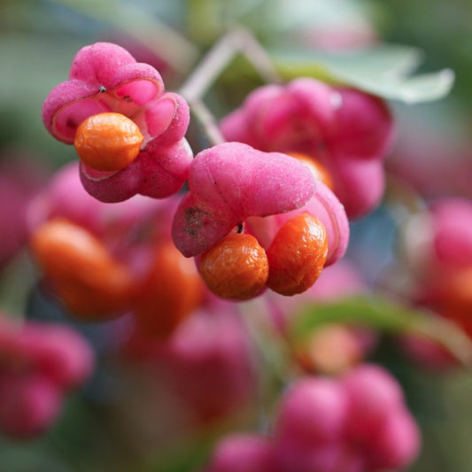 Bareroot Euonymus europaeus (Spindle)