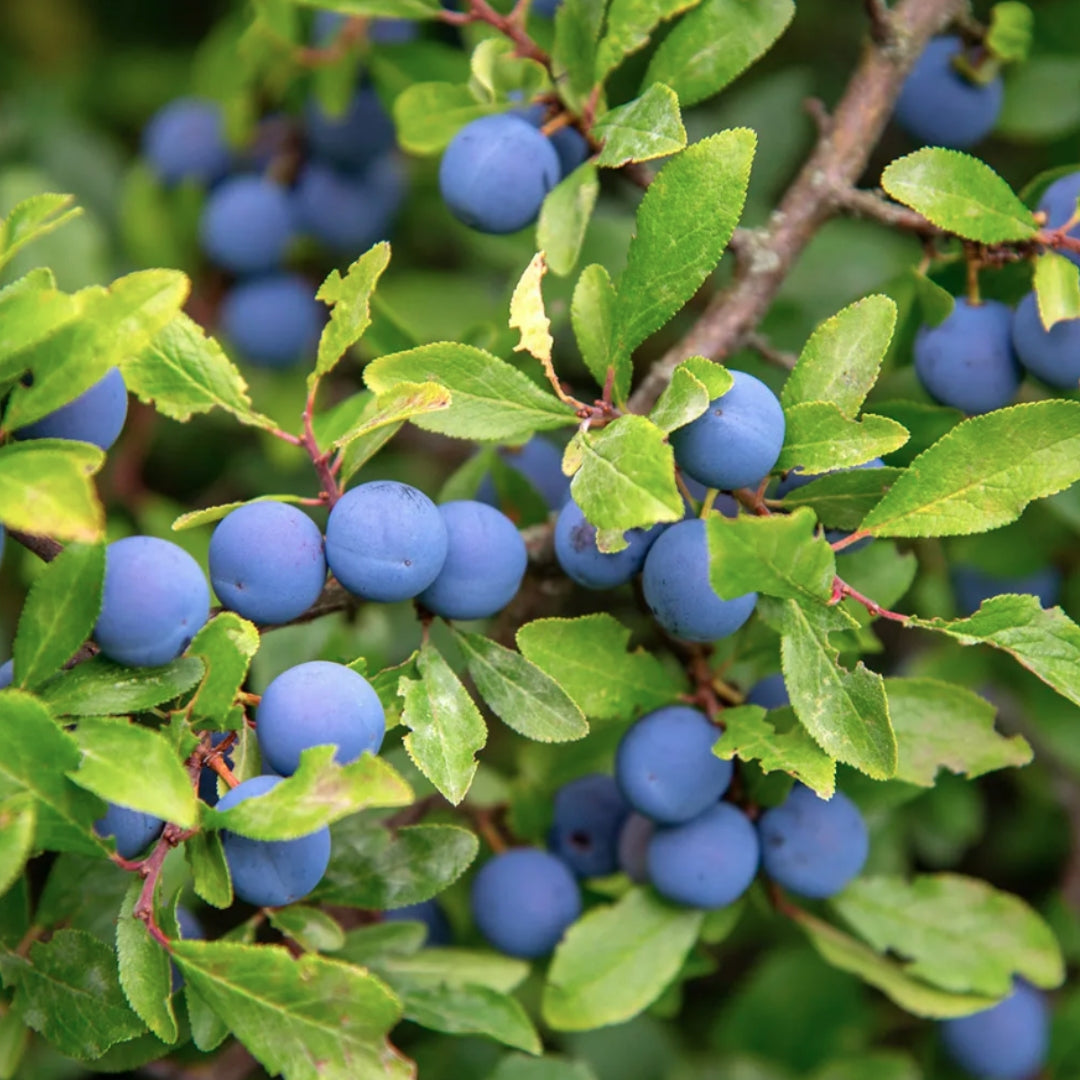 Bareroot Native Wildlife Mix
