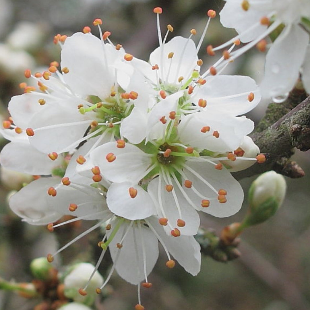 Bareroot Prunus spinosa (Blackthorn)
