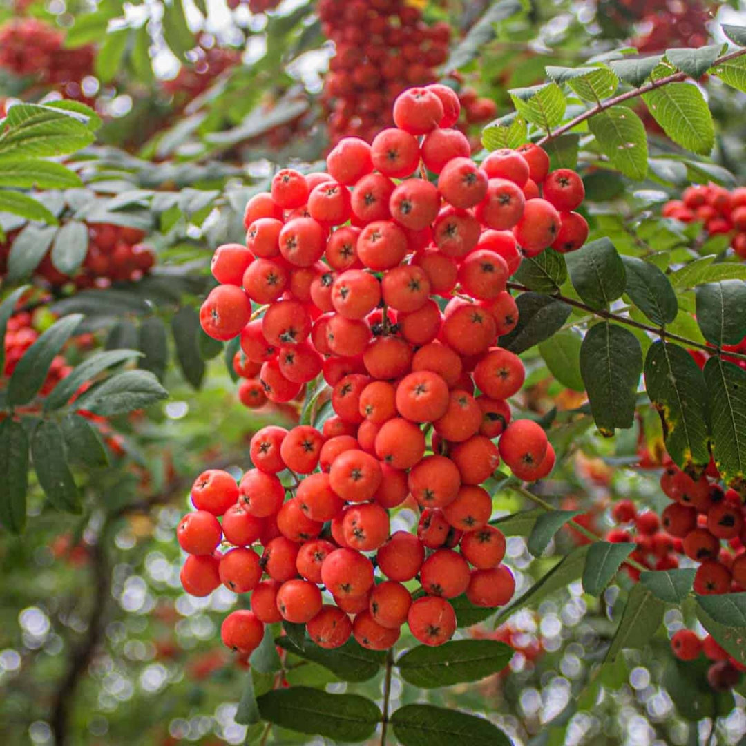 Bareroot Sorbus aucuparia (Rowan / Mountain Ash)