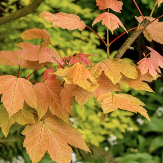 Bareroot Acer pseudoplatanus (Sycamore)