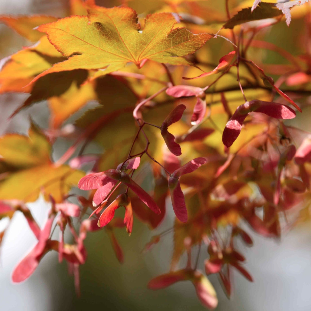 Bareroot Acer pseudoplatanus (Sycamore)