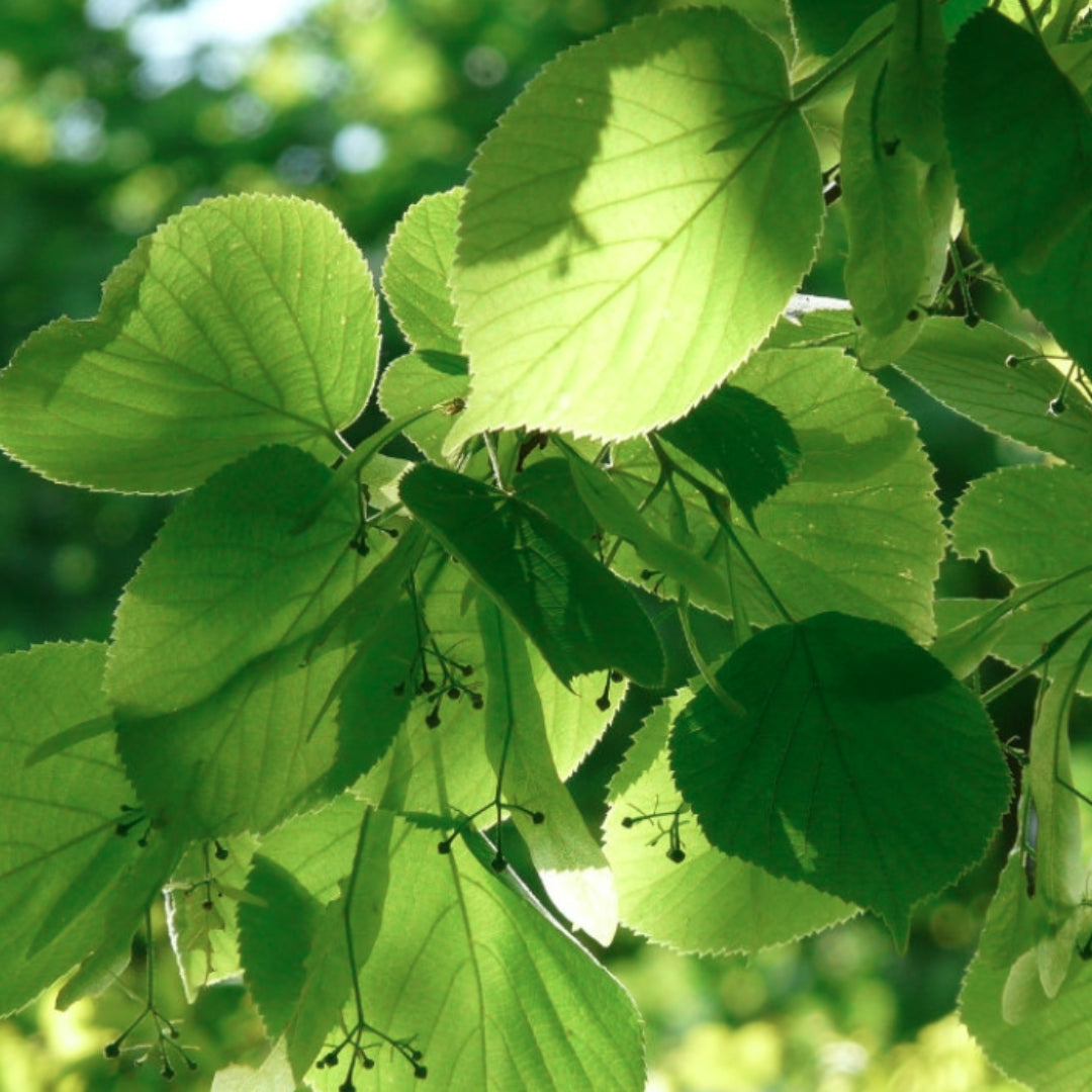 Bareroot Tilia cordata (Small-leaved Lime)