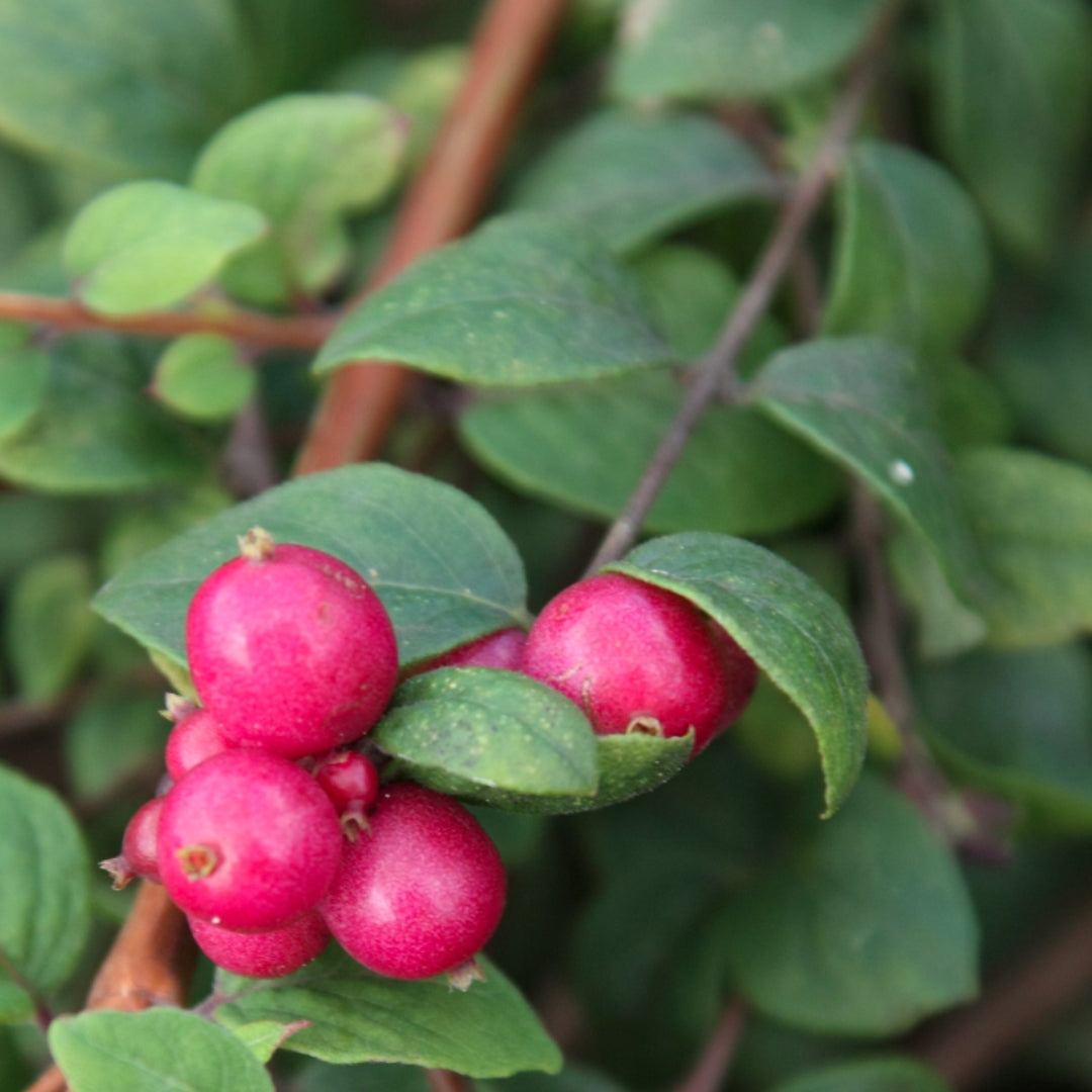 Bareroot Symphoricarpos x chenaultii (Chenault Coralberry) 'Hancock'