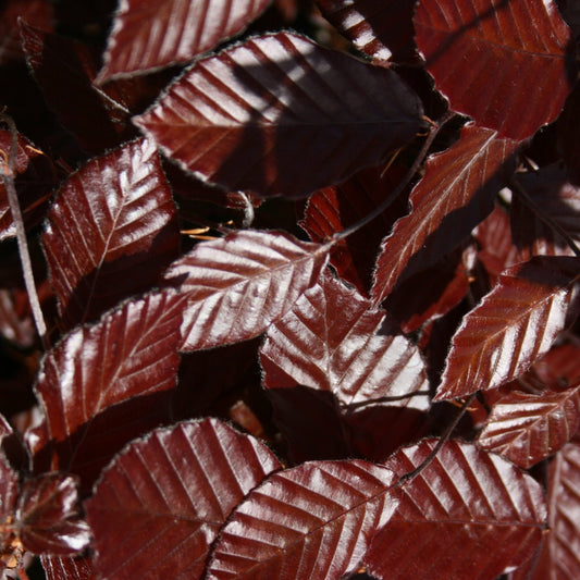 Bareroot Fagus sylvatica (Purple/Copper Beech) 'Atropurpurea'