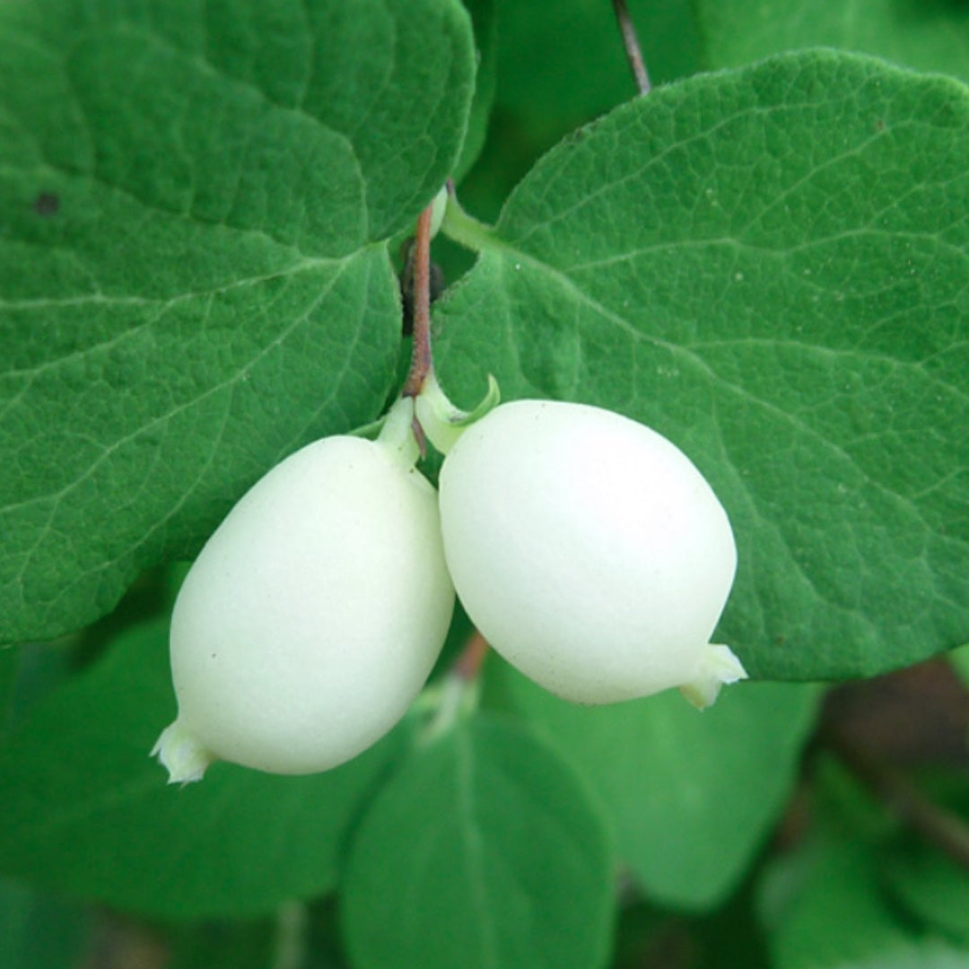 Bareroot Symphoricarpos albus (Snowberry)
