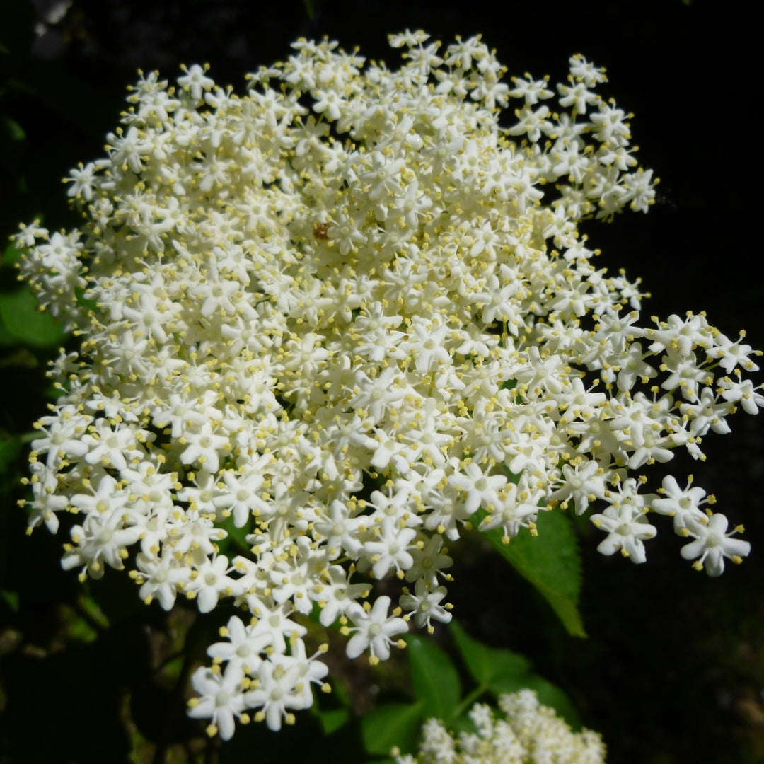 Bareroot Sambucus nigra (Elderflower)