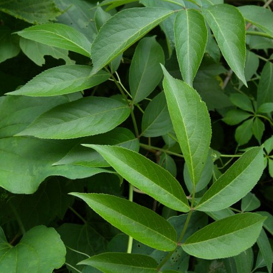 Bareroot Sambucus nigra (Elder / Elderflower)