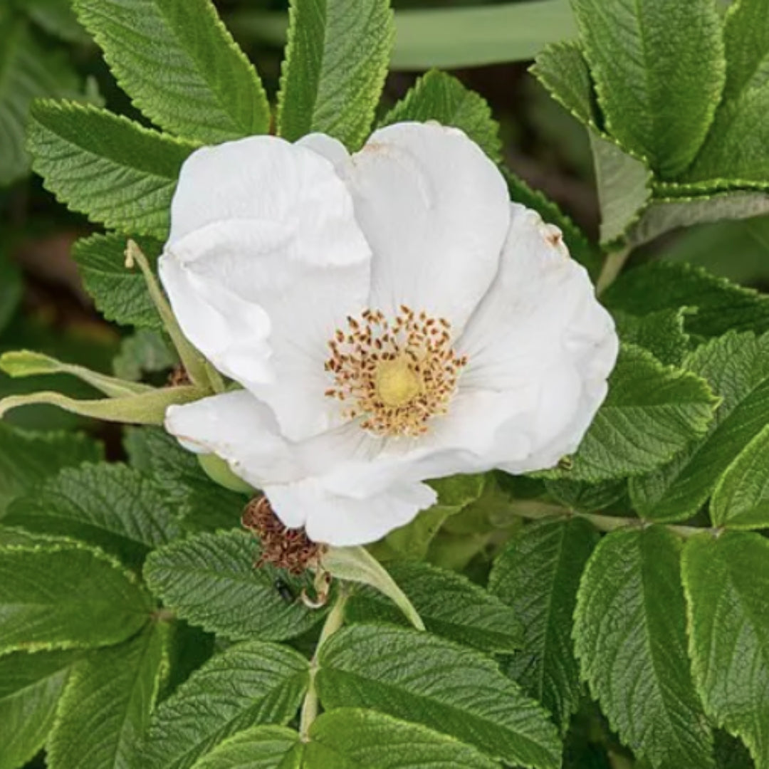Bareroot Rosa rugosa (White Ramanas Rose) 'Alba'