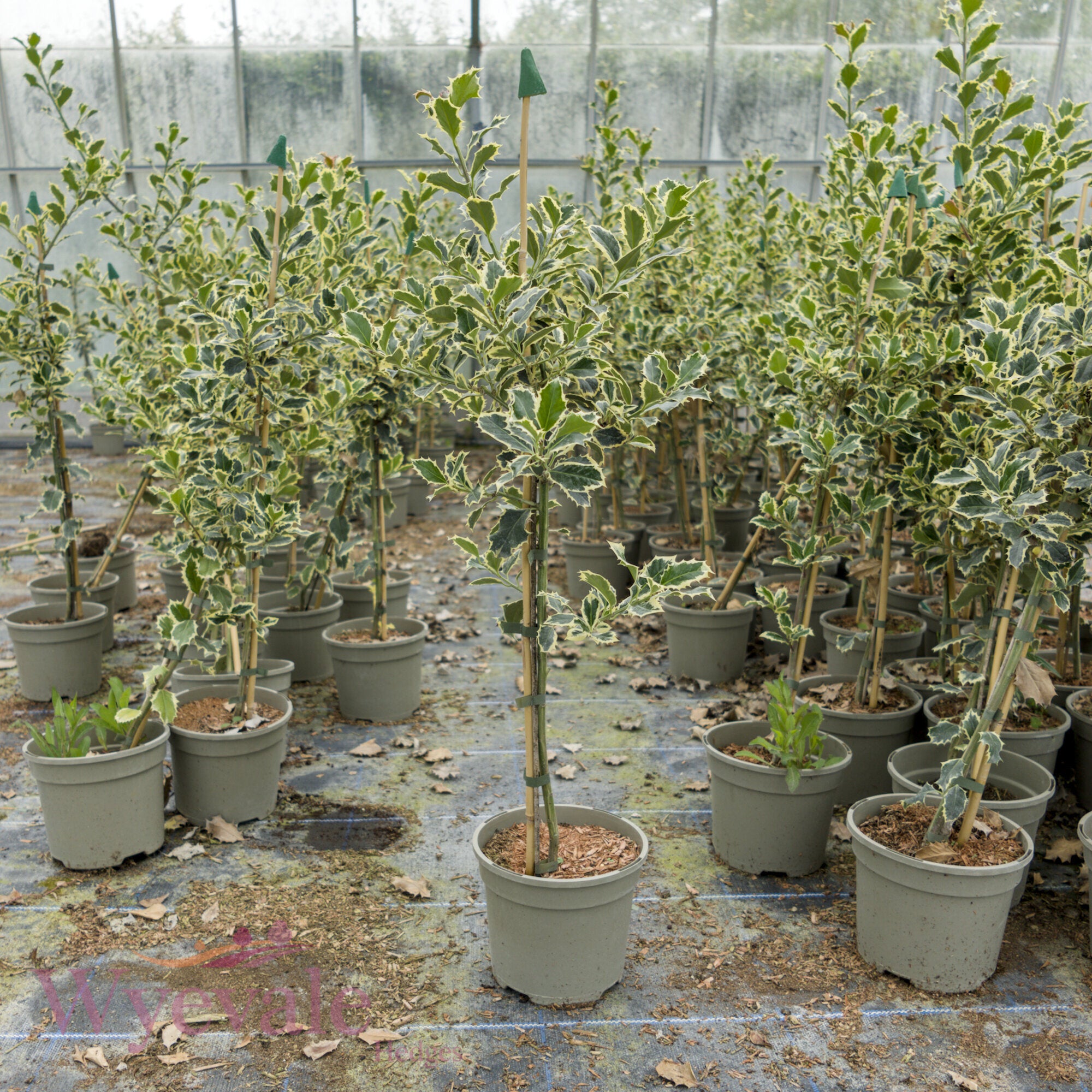 Ilex aquifolium (Holly) 'Argentea Marginata'