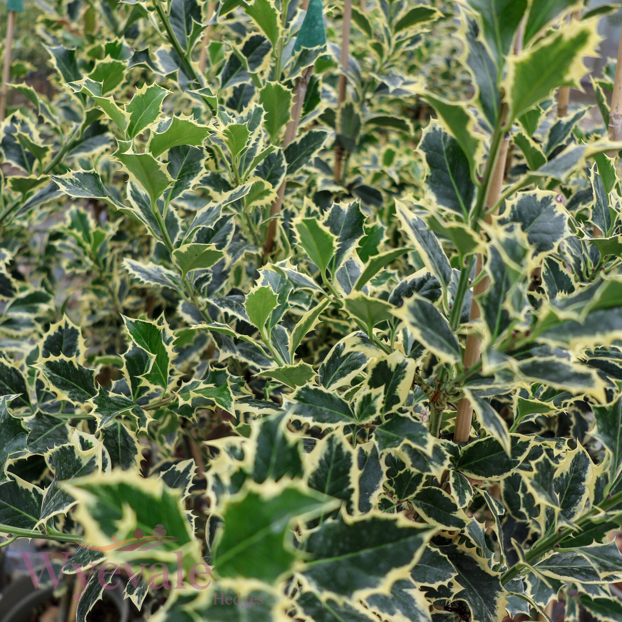 Ilex aquifolium (Holly) 'Argentea Marginata'