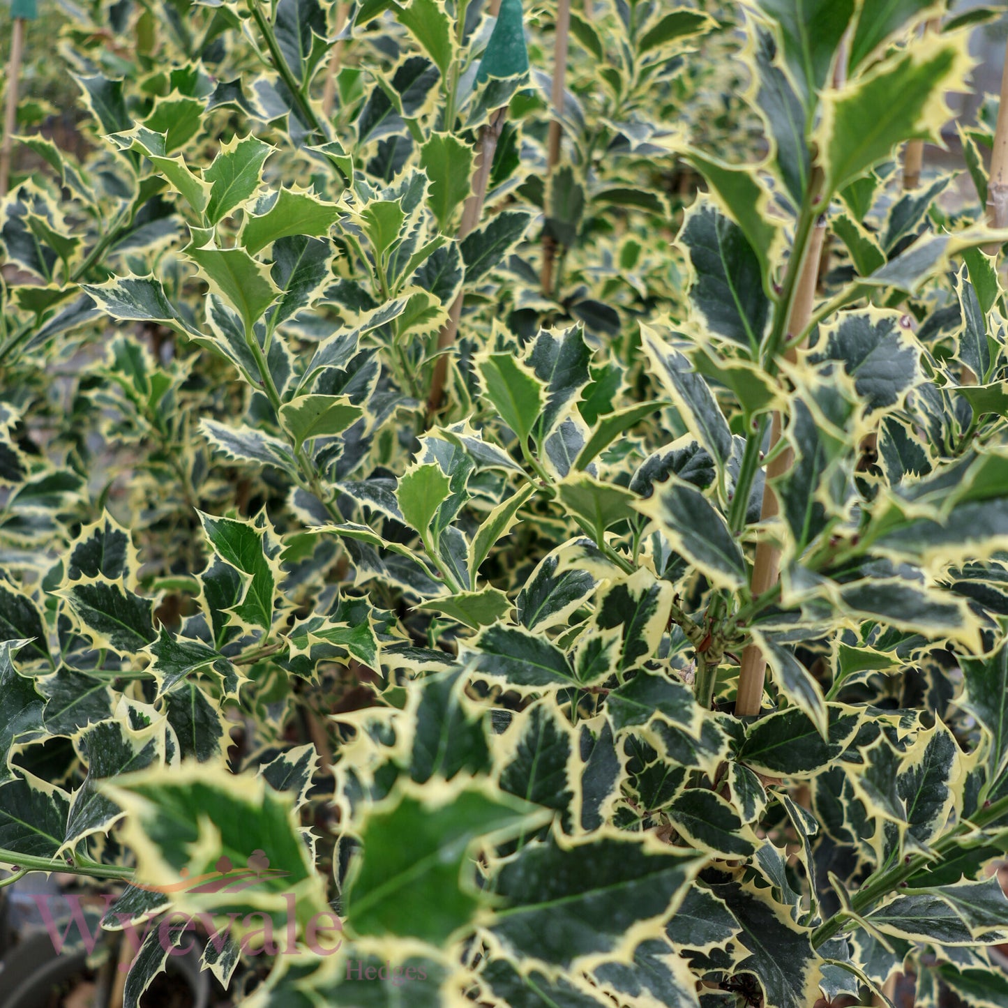 Ilex aquifolium (Holly) 'Argentea Marginata'