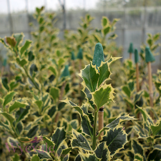 Ilex aquifolium (Holly) 'Argentea Marginata'