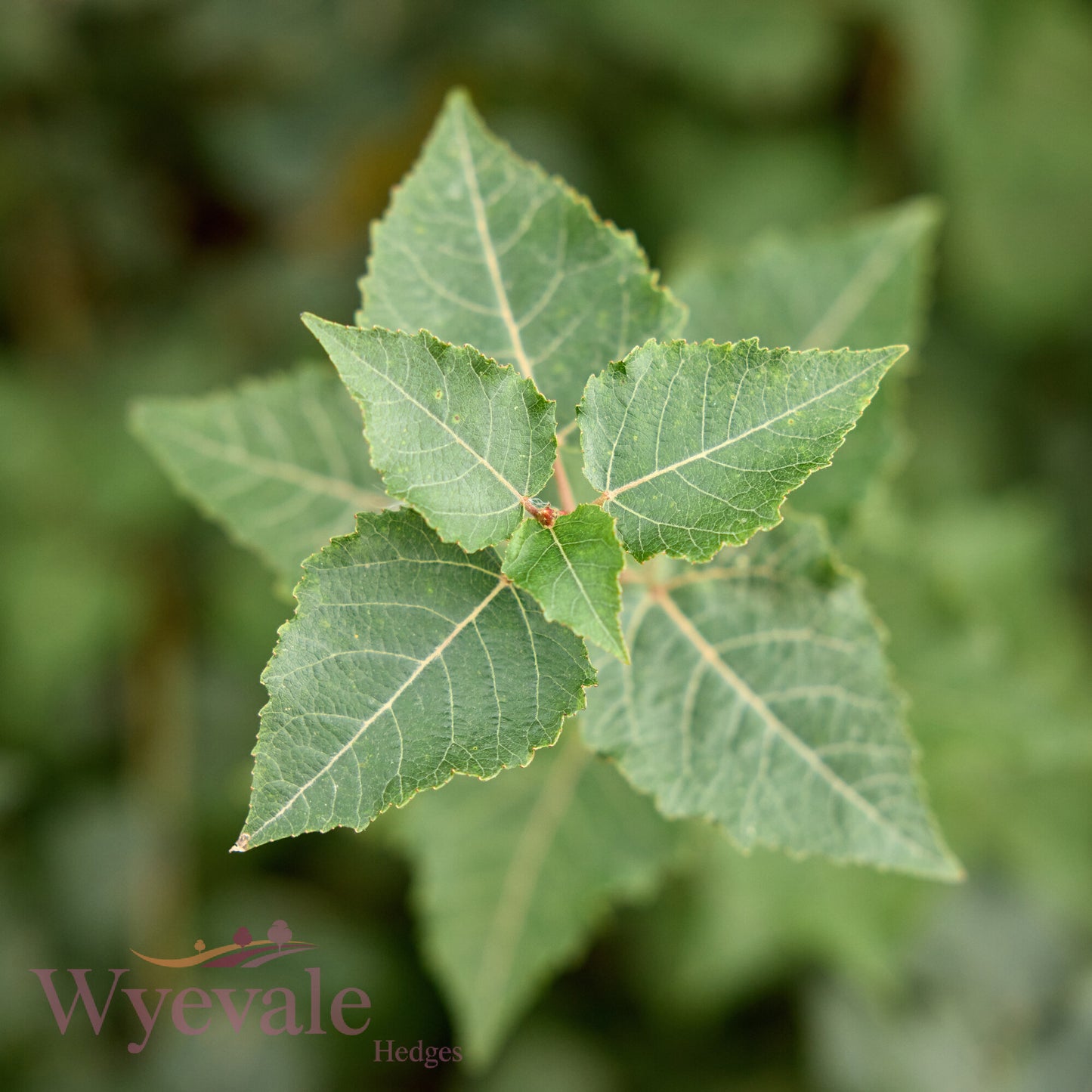 Bareroot Populus tremula (Aspen)